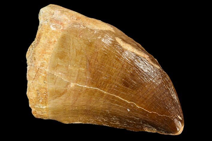 Fossil Mosasaur (Prognathodon) Tooth - Morocco #107737